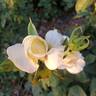 Secret's Out! rose photo