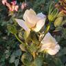 Secret's Out! rose photo
