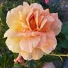 Helen Hayes rose photo