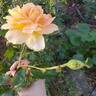 Helen Hayes rose photo