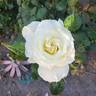 Secret's Out! rose photo