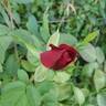Black Lady ® rose photo