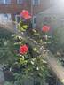 Clovie rose photo