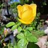Vanessa Bell rose photo