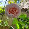 Meine Rose rose photo