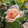 Donatella rose photo