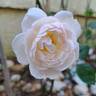 Desdemona rose photo