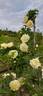 Agnes rose photo