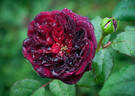 Ivy Mike rose photo