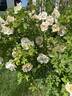Dr. F.L. Skinner rose photo