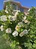 Dr. F.L. Skinner rose photo