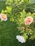 Dr. F.L. Skinner rose photo
