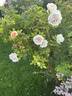 Dr. F.L. Skinner rose photo