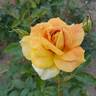 Helen Hayes rose photo