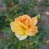 Helen Hayes rose photo