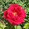 Proud Land rose photo