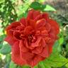 Hot Cocoa ™ rose photo