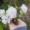 Abigail Adams rose photo