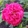 True Endearment rose photo