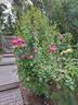 Royal Jubilee rose photo