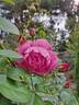 Royal Jubilee rose photo