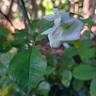 Anggun rose photo