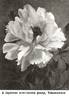 Torquemada peony photo