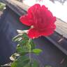 Docteur Watson rose photo
