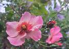 Peace and Love rose photo