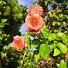 Orangerie rose photo