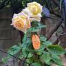 Oriental Peace Climbing ® rose photo