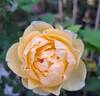 Vanessa Bell rose photo