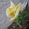 Golden Gate rose photo