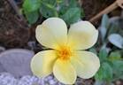 Tottering-By-Gently rose photo