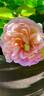 Eisvogel rose photo