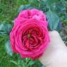 True Endearment rose photo