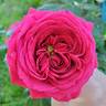 True Endearment rose photo