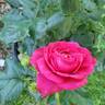 True Endearment rose photo