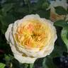 Pop Art rose photo