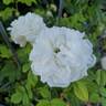 Madame Plantier rose photo