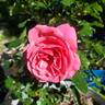 True Compassion rose photo