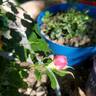 True Compassion rose photo