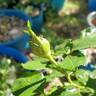 True Compassion rose photo