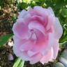 Madame Caroline Testout rose photo