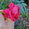 True Endearment rose photo