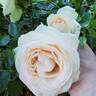 White Eden ™ rose photo