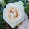 White Eden ™ rose photo