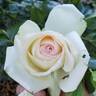 White Eden ™ rose photo