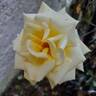 Golden Gate rose photo