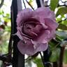 Novalis rose photo